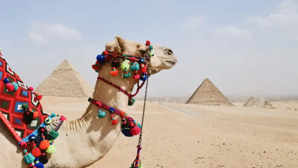 Decorated camel near pyramids in desert.